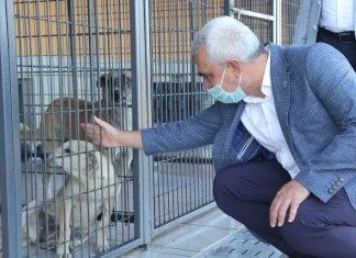 İBB yetkilileri ve hayvanseverlerle birlikte İstanbul’da daha iyi bir hayvan korumanın nasıl olacağını konuştuk.
